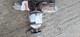 ASTRA 1.6 Catalytic Converter BM Catalysts BM91500H Fits Opel Vauxhall + GASKETS
