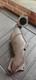 Astra GTC VXR Original Catalytic Converter