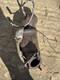 Mk7 Vauxhall Astra (2016-21) 1.4 Petrol Dpf Catalytic Converter 55596551